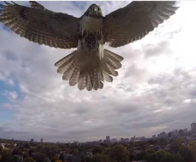 Hawk attacking a hobby drone