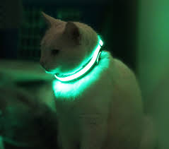 PIC cat wearing future collar